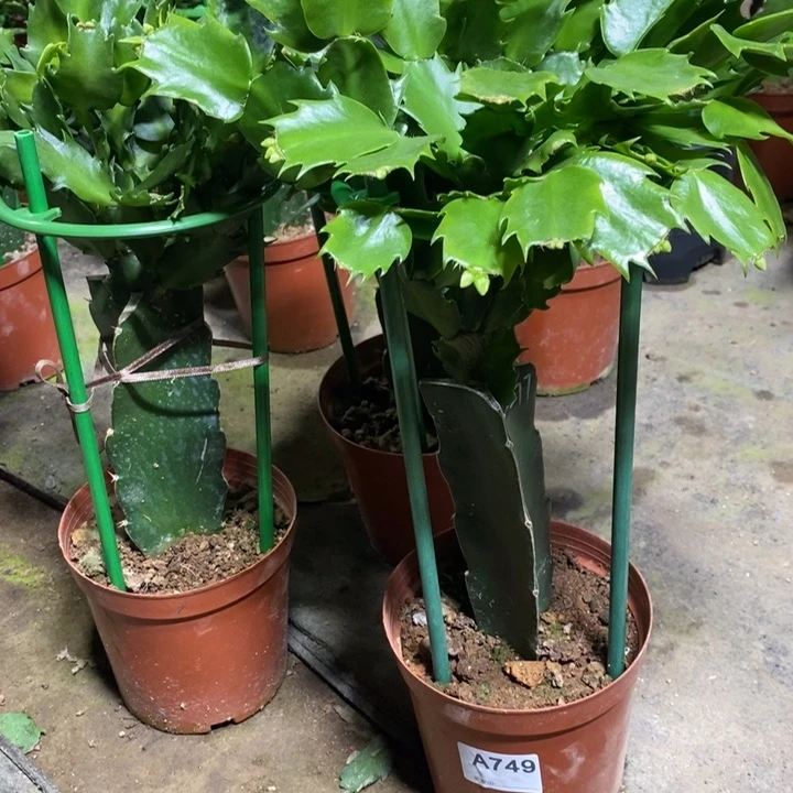 当前无花栽培后可以开花中*749嫁接2277