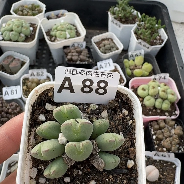 88多肉植物多肉植物
