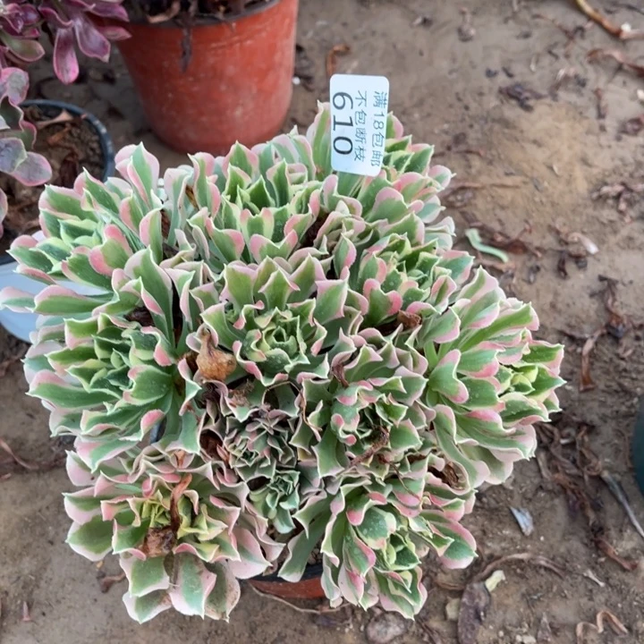 610白凤绣球1号棚