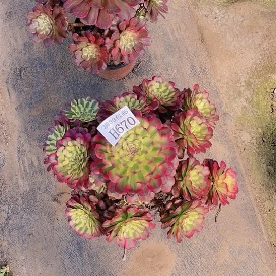 670维纳斯多肉植物