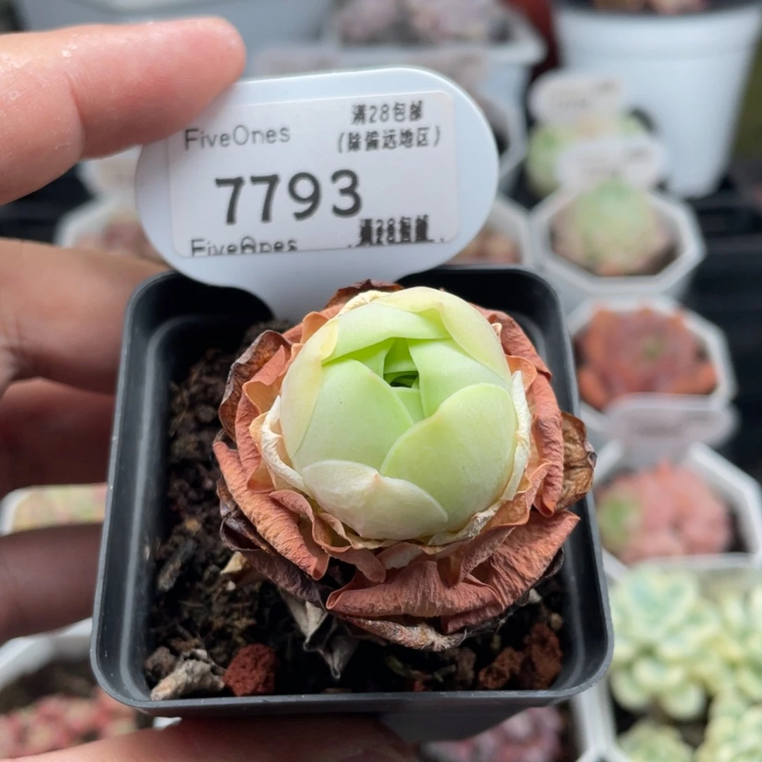 鸡蛋玫瑰7793-2.5厘米