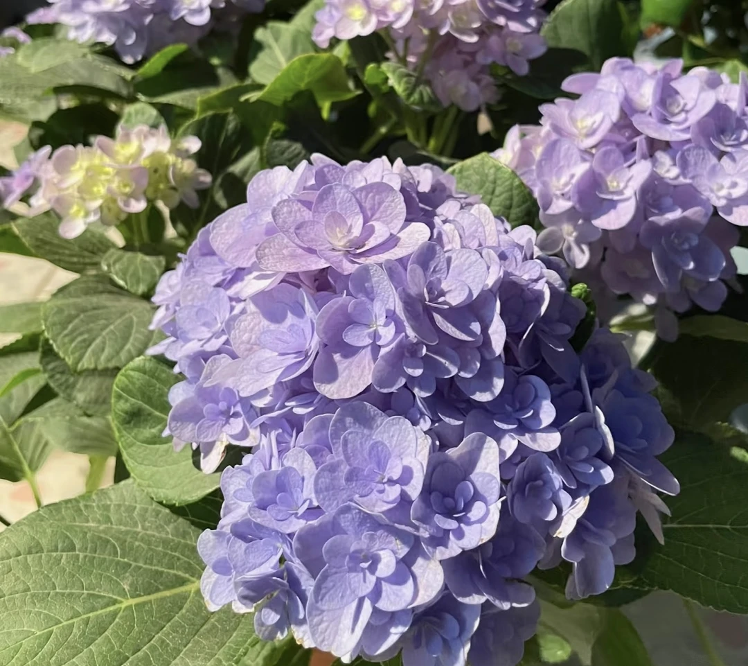 佛罗伦蒂纳-绣球盆栽-冷链云南昆明基地直发