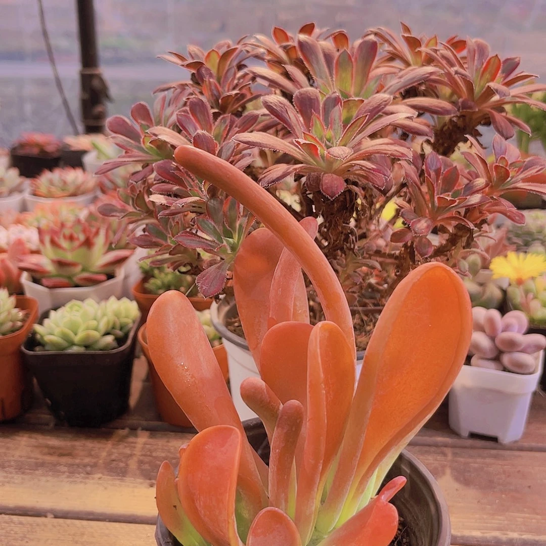 惊鸿法师➕火狐狸福利桃套餐