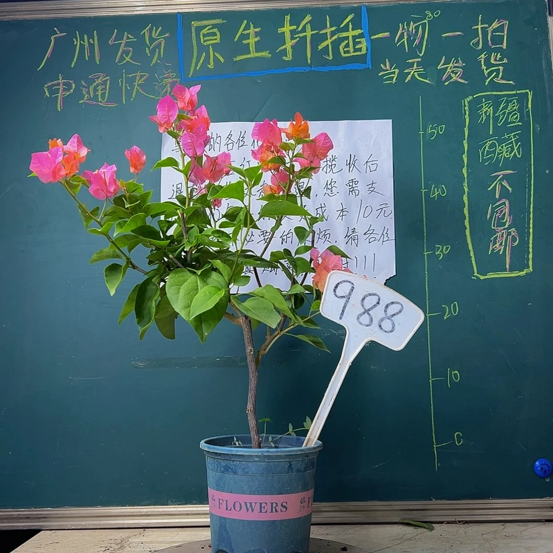 当前无花栽培后可以开花 波伊斯玫瑰 988
