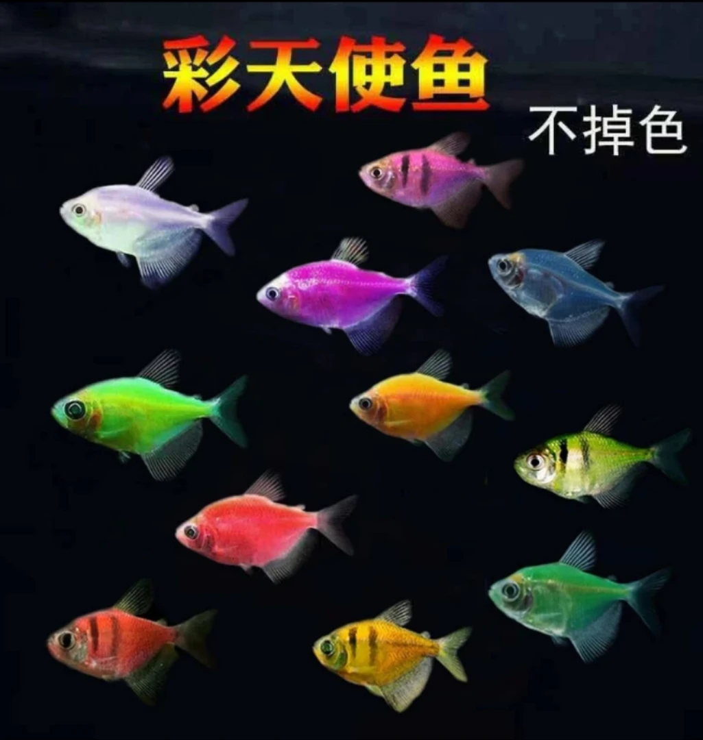 热带鱼 自然色荧光天使鱼活体小型淡水群游耐活草缸混养观赏鱼苗
