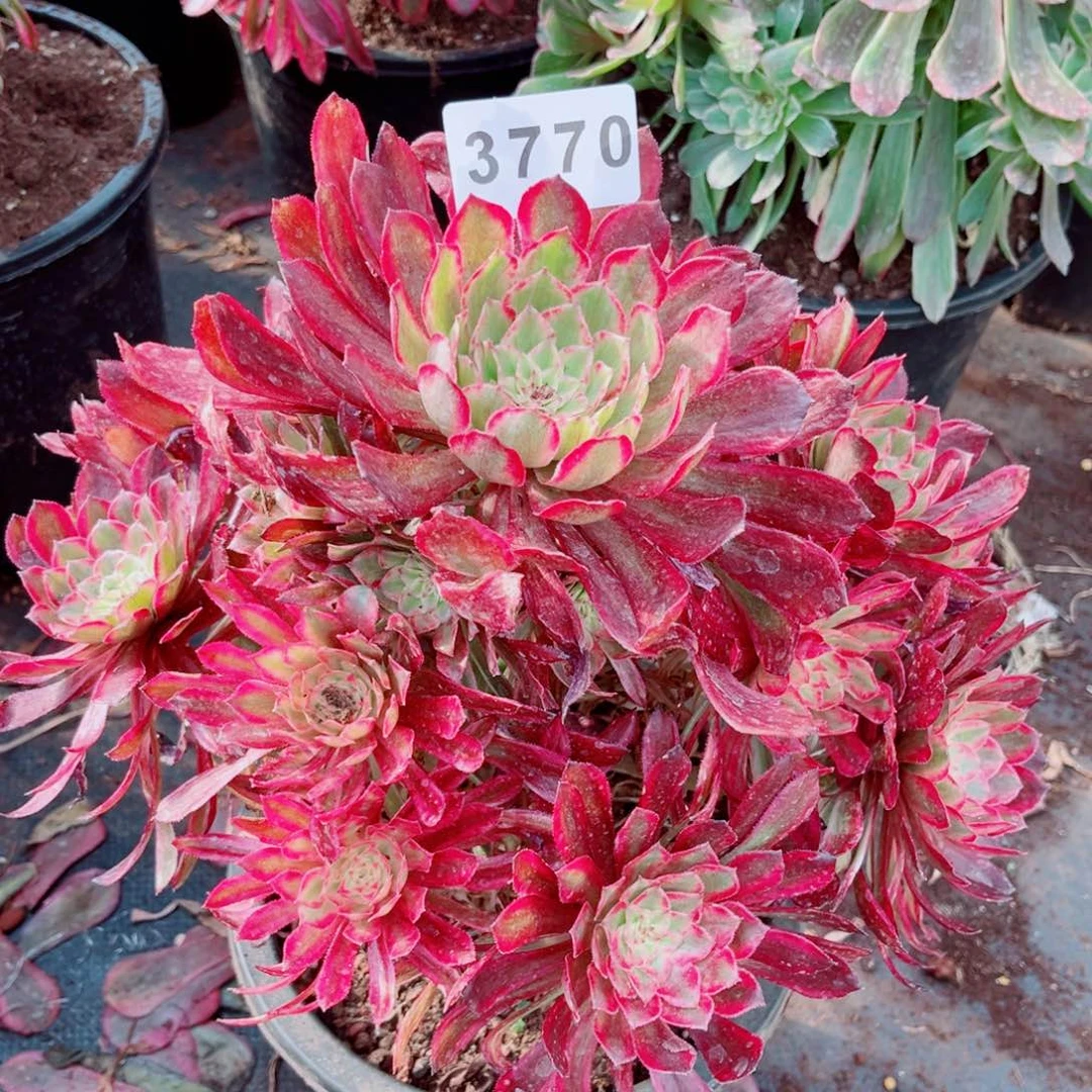 新品贵妃多肉发货发货