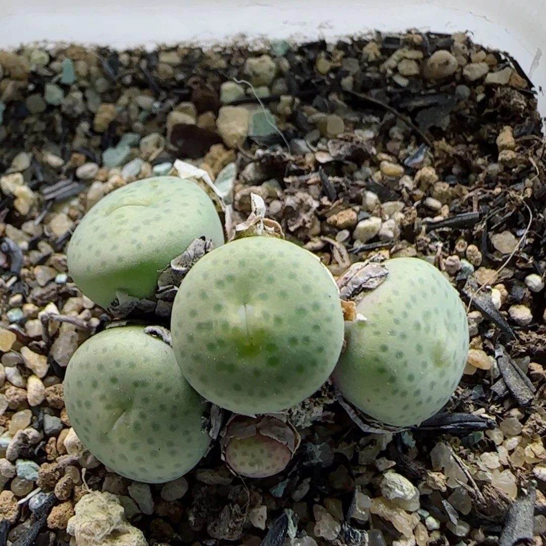 D****k2-1新年福利8.8折脱土