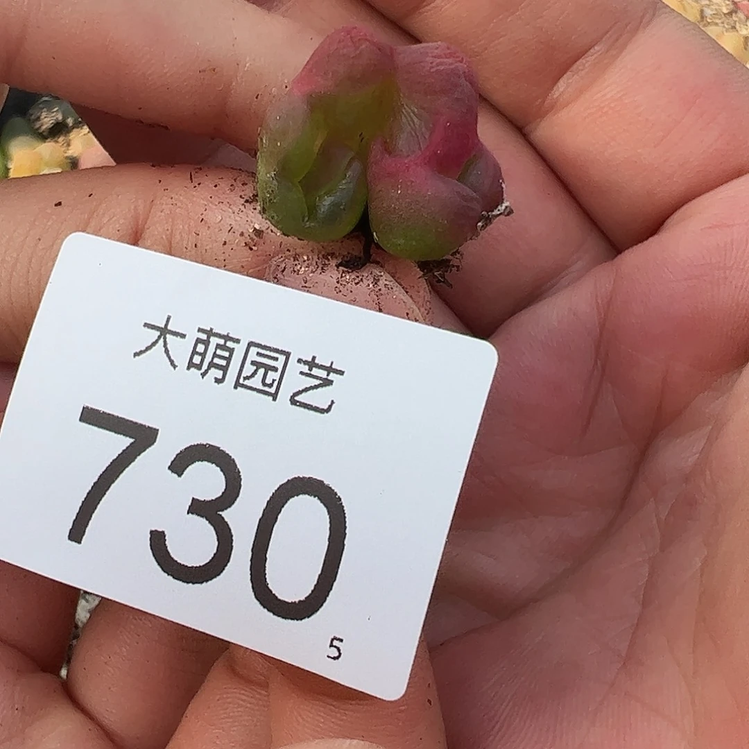 盆****.0000730一物一拍……