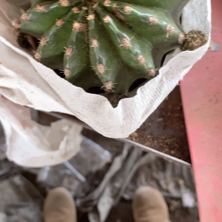 清楚瑕疵粉黑猴2568899