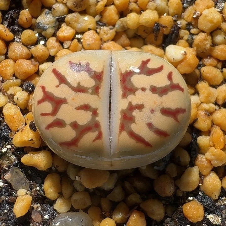 生石花1111222。   351