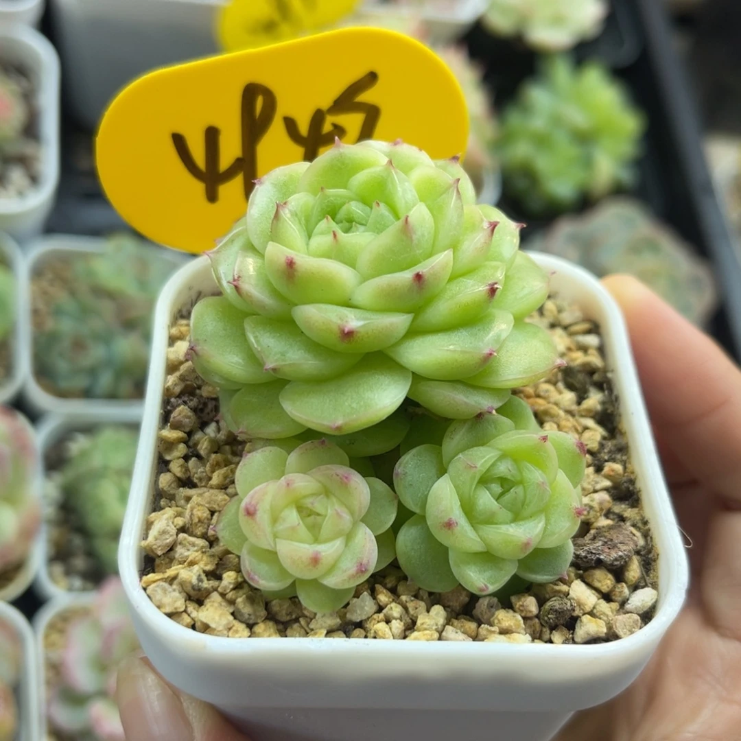 蜜蜡珍妮麦秆群4945