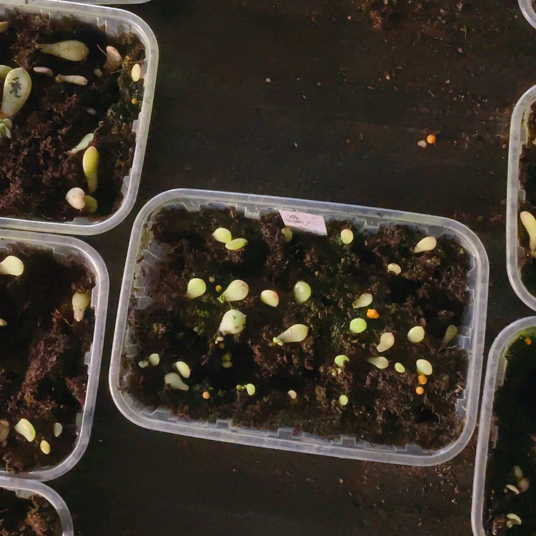 泼天芝麻苗一个满25包邮