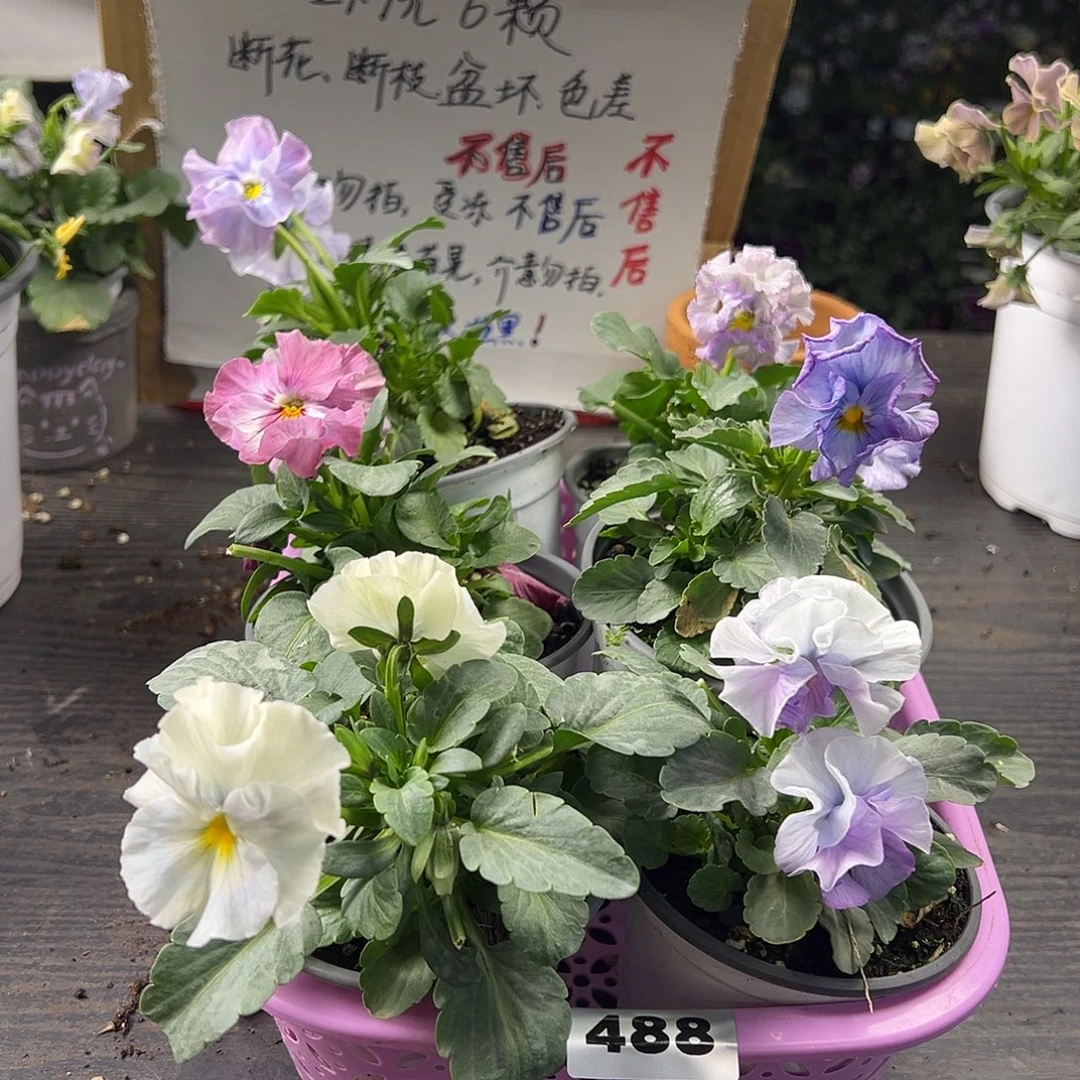 大部分花苞少量开放488号