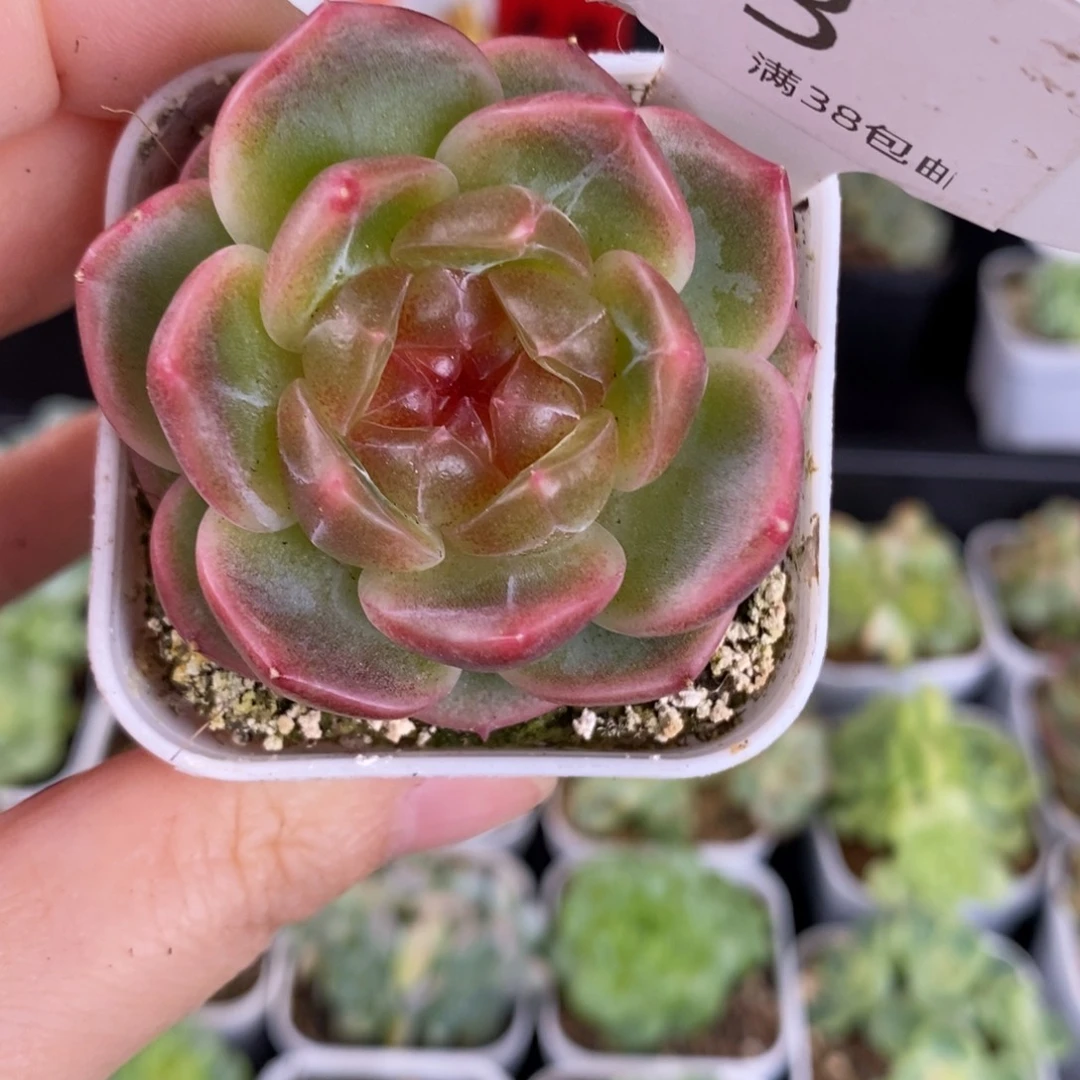 清风珍妮单头福利23号