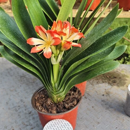 *****无花朵4固    君子兰