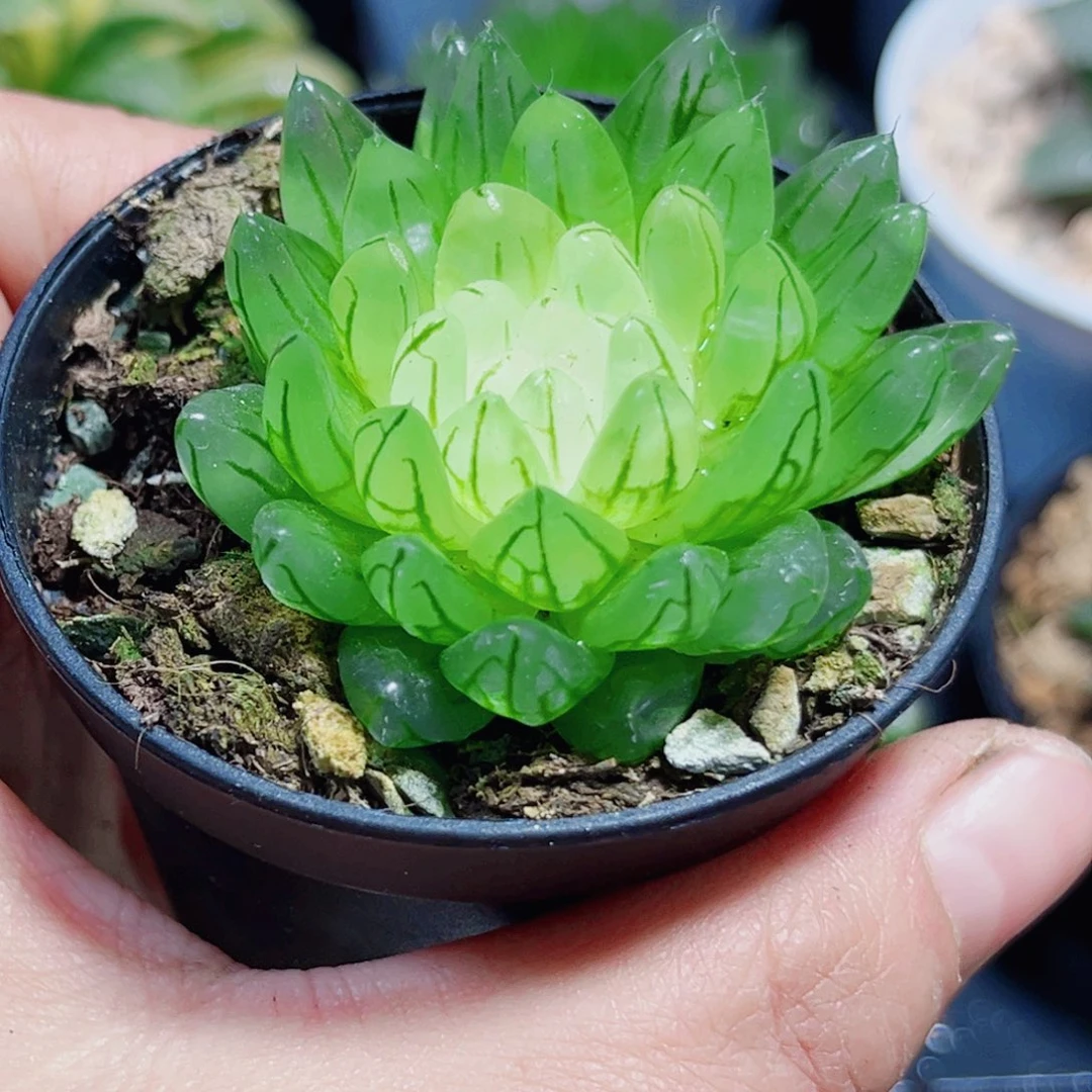 蝉翼玉露锦多肉植物