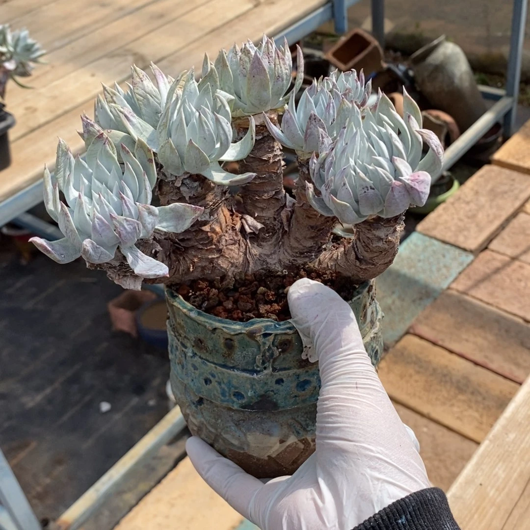 妖*47号苹果叶粗腿子