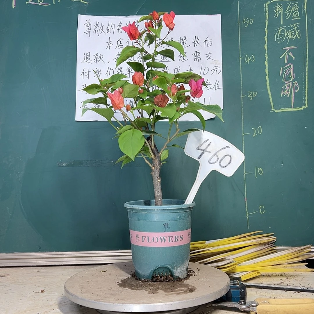 当前无花栽培后可以开花同安红 460