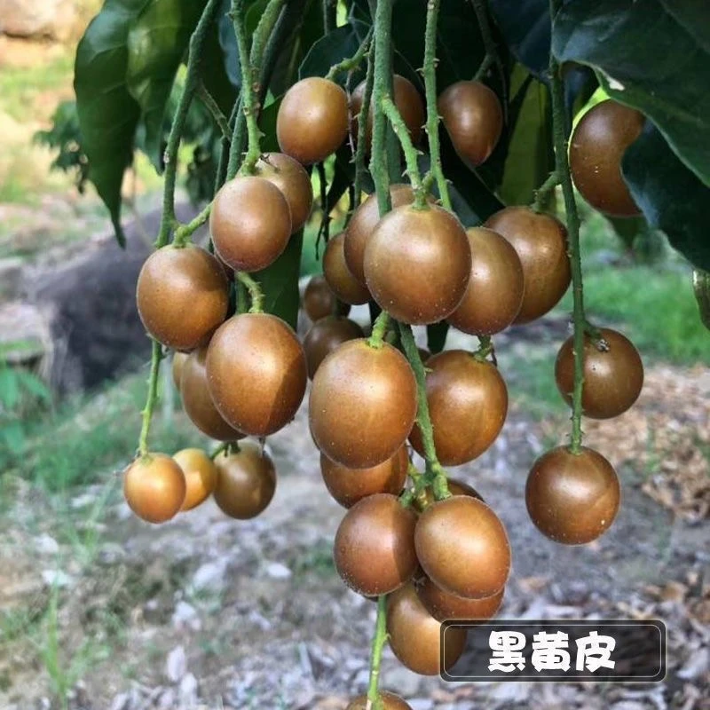 新品种黑金刚黄皮【顺丰包邮】现摘广西香蜜黑黄皮果孕妇水果酸甜