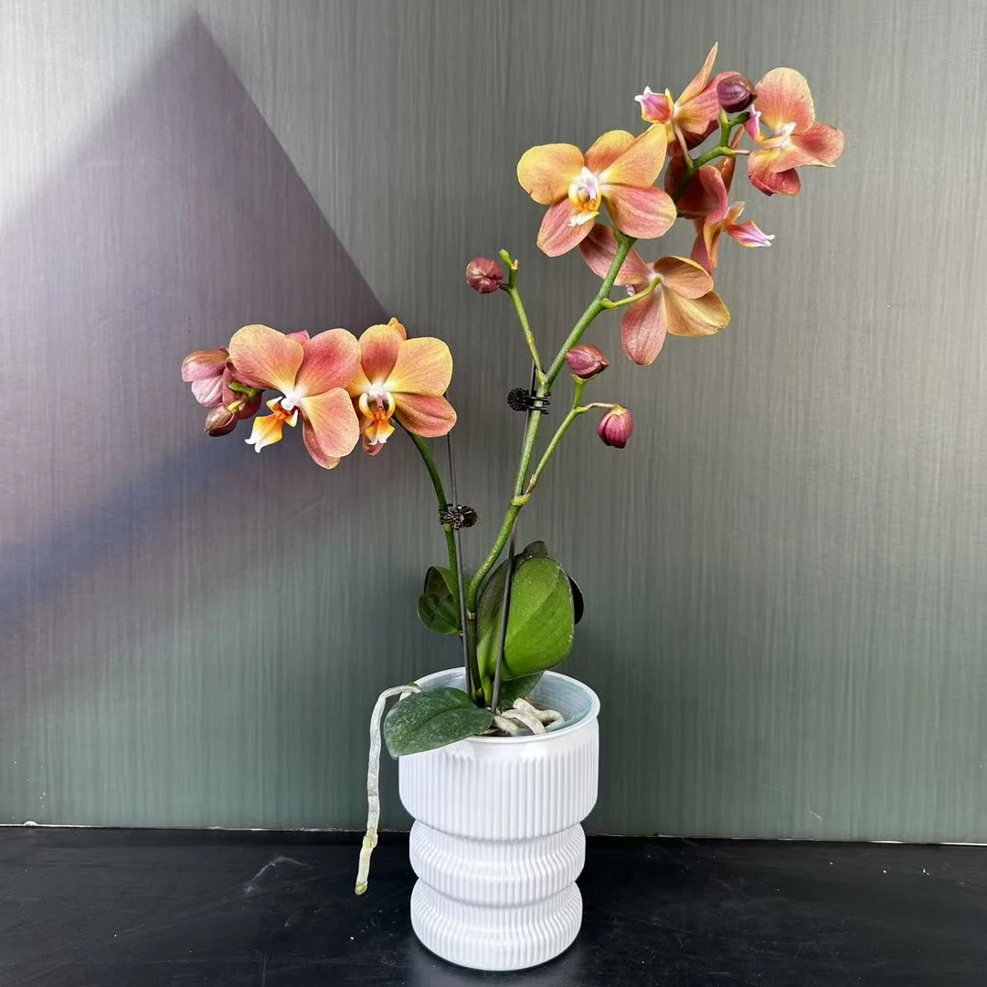 【花之漫】（摩纳哥）3.0寸杯双剑蝴蝶兰盆栽