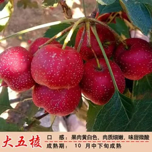 山楂树苗大五棱无籽山楂苗盆栽地栽南北方种植当年结果嫁接果树苗