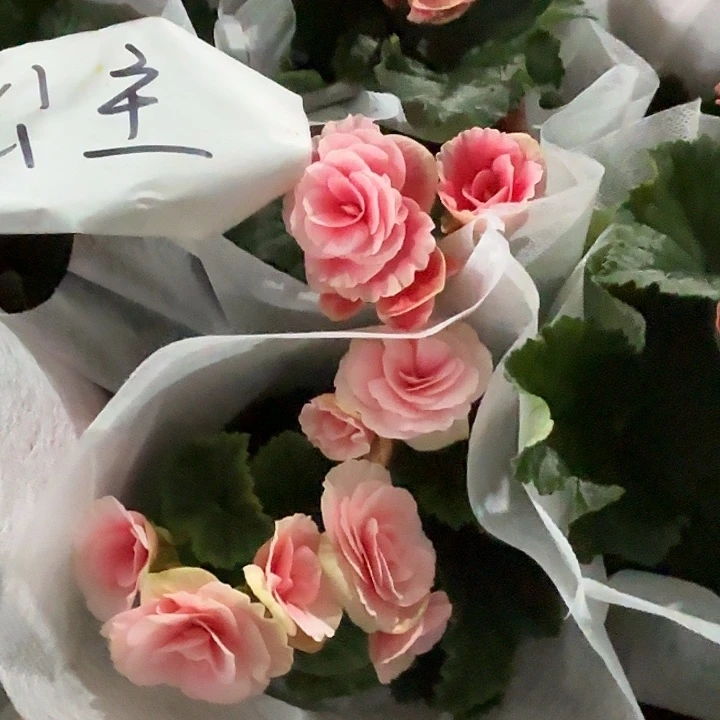 全部花苞公主粉海棠花