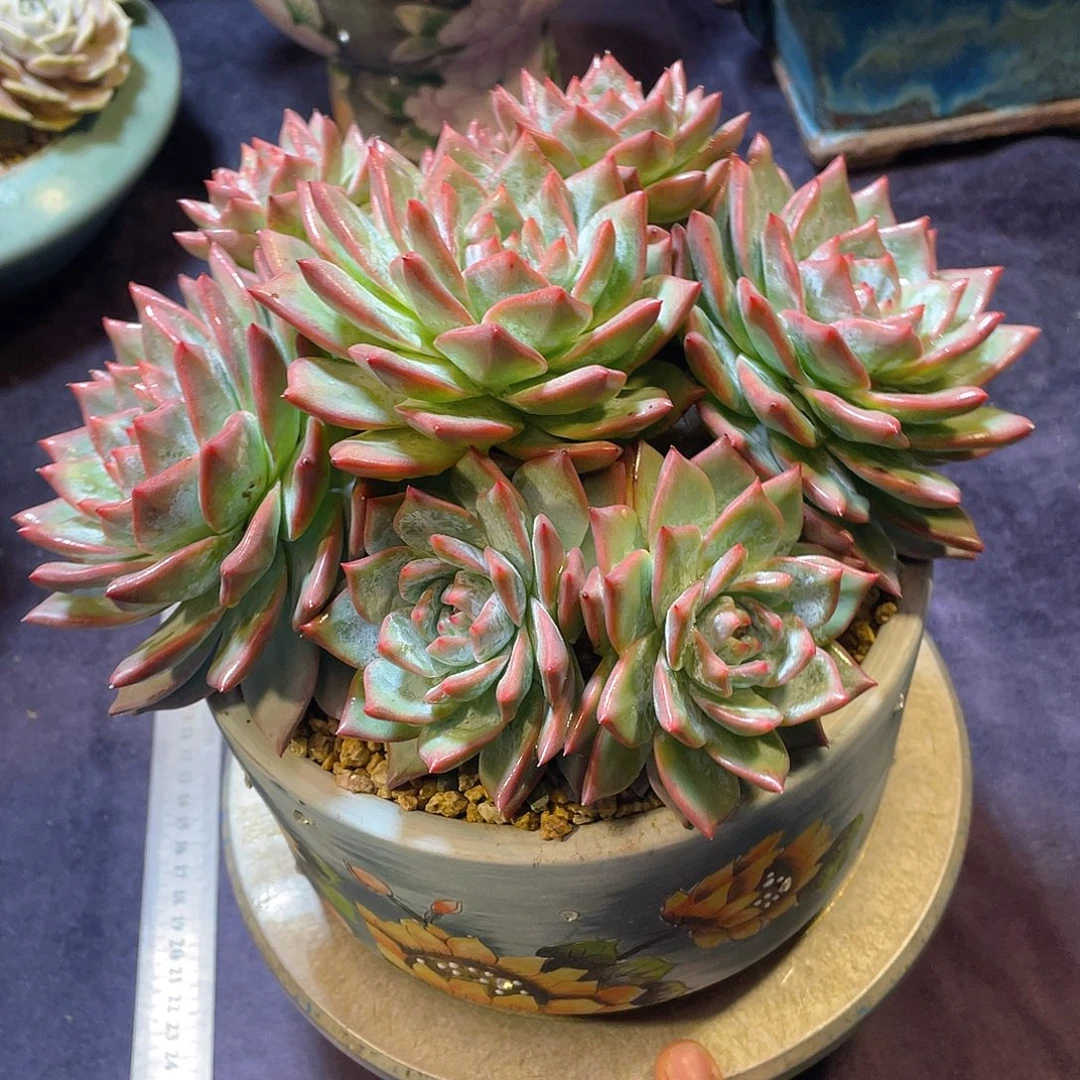 多肉植物脱土包邮