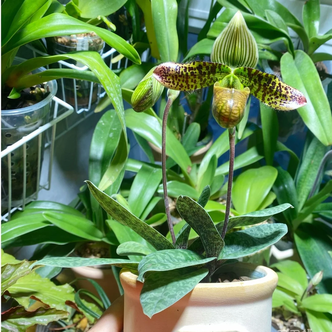 万峰绿缘【彩云秀丽】新手入门带花苞兰花室内桌面盆栽人工育种苗