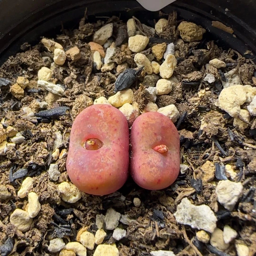 0266。毛杂。。。。。特价。