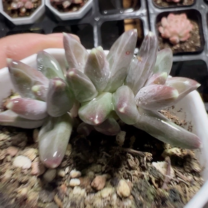 迷雾泡泡精品多肉植物