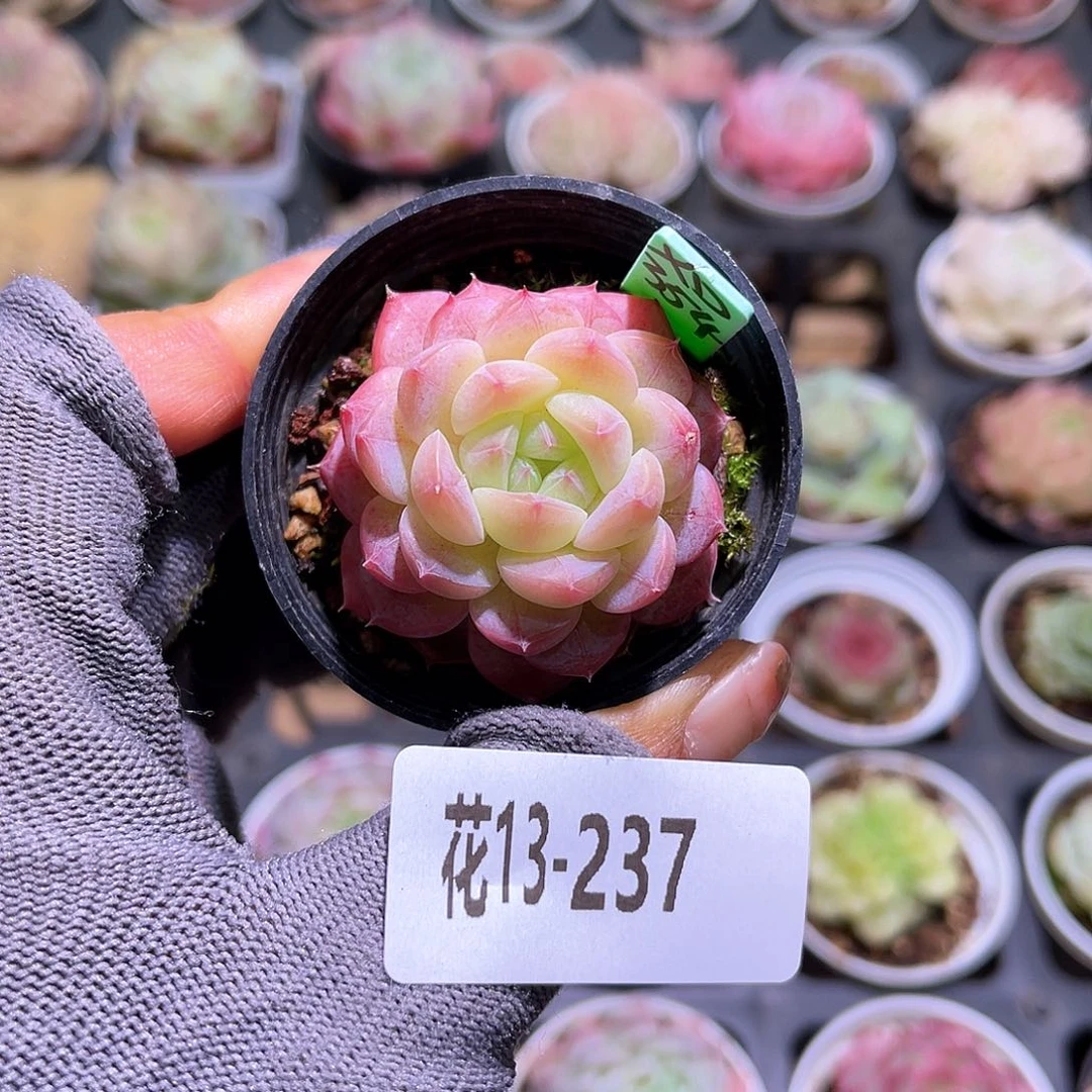 花13-237新品单头