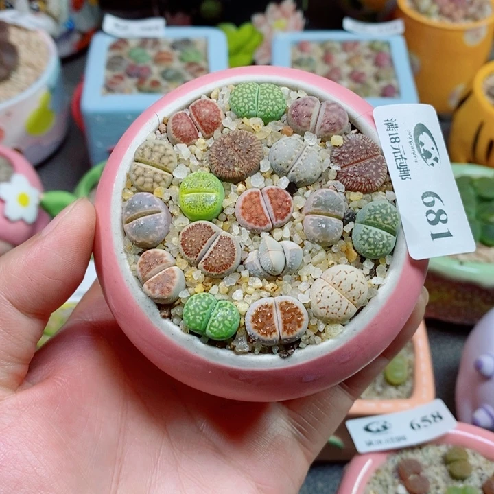 美丽的生石花花花681