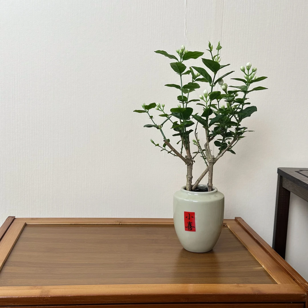 香水盆景茉莉发货茉莉花盆栽白色观赏夏季美观养好桌面绿植