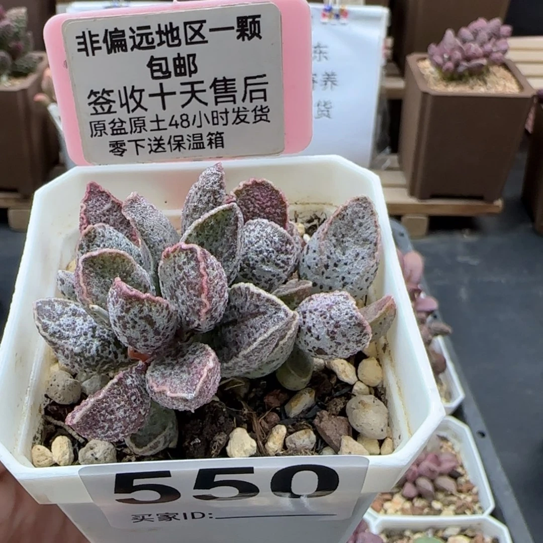 550草莓多肉植物