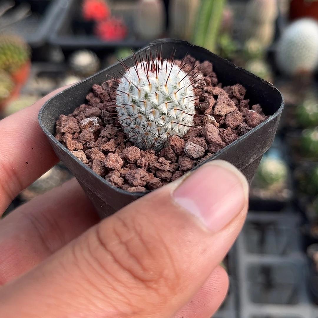 直刺蓓蕾单头发货单头