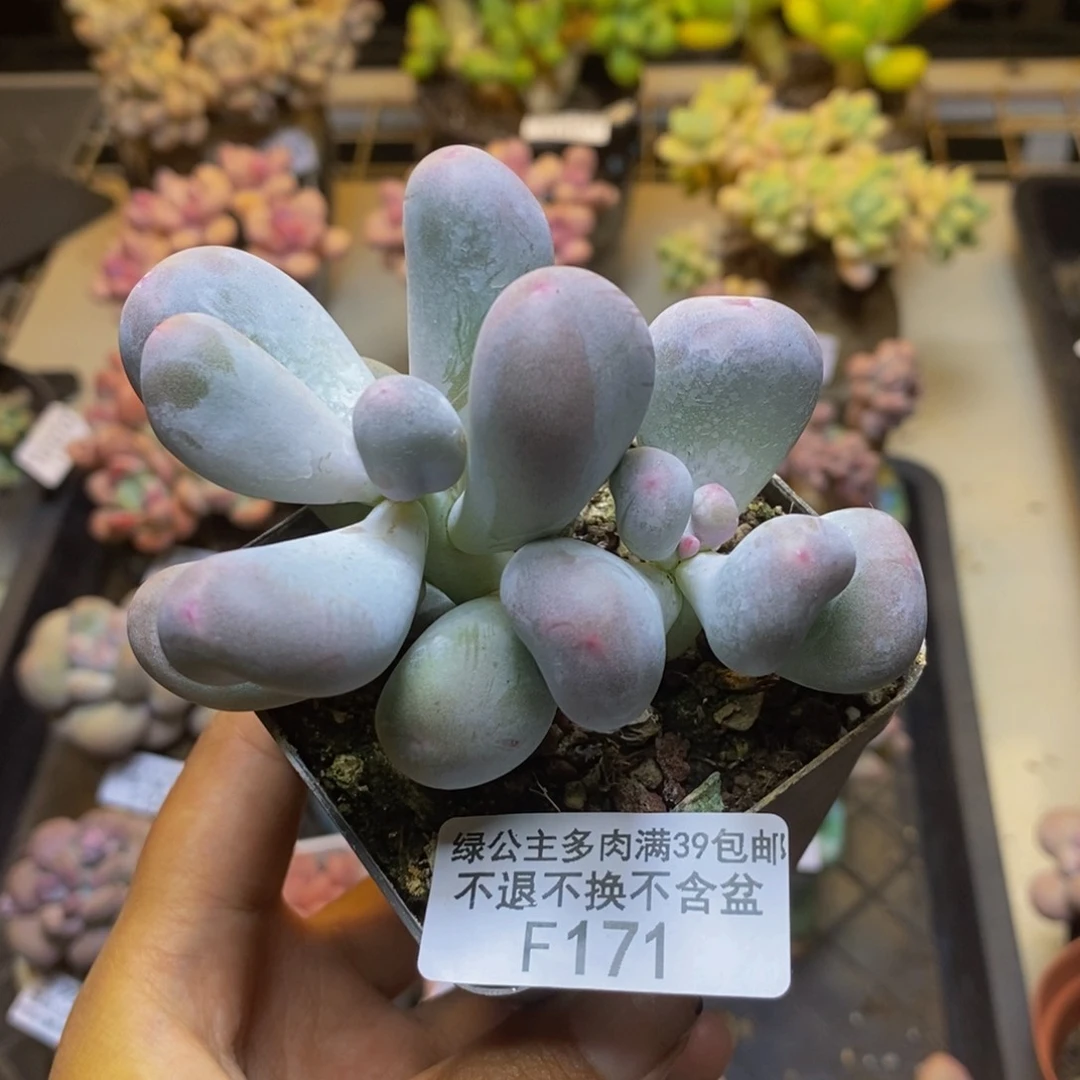 171米可奶多肉7c m