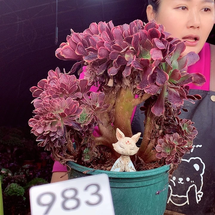 柒柒精品多肉脱土发货不包断侧枝983