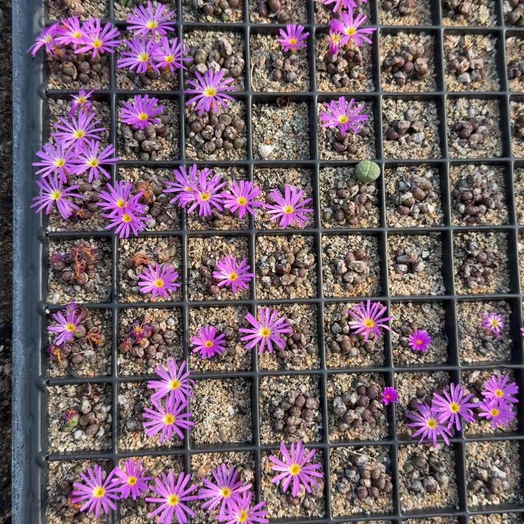 一群价格小 m多肉植物