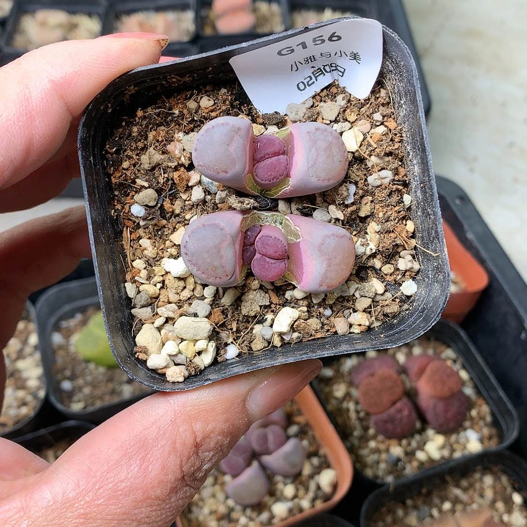 G156多肉植物保护