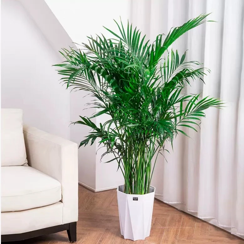 富贵椰子客厅办公室净化空气绿植四季常青好养活耐寒好过冬