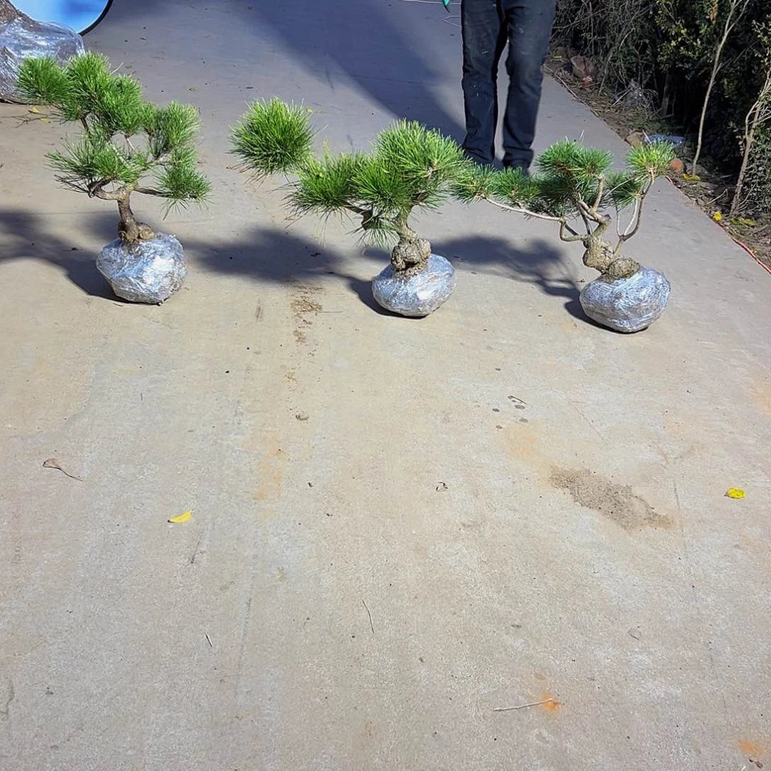 无花朵龙*88888888888