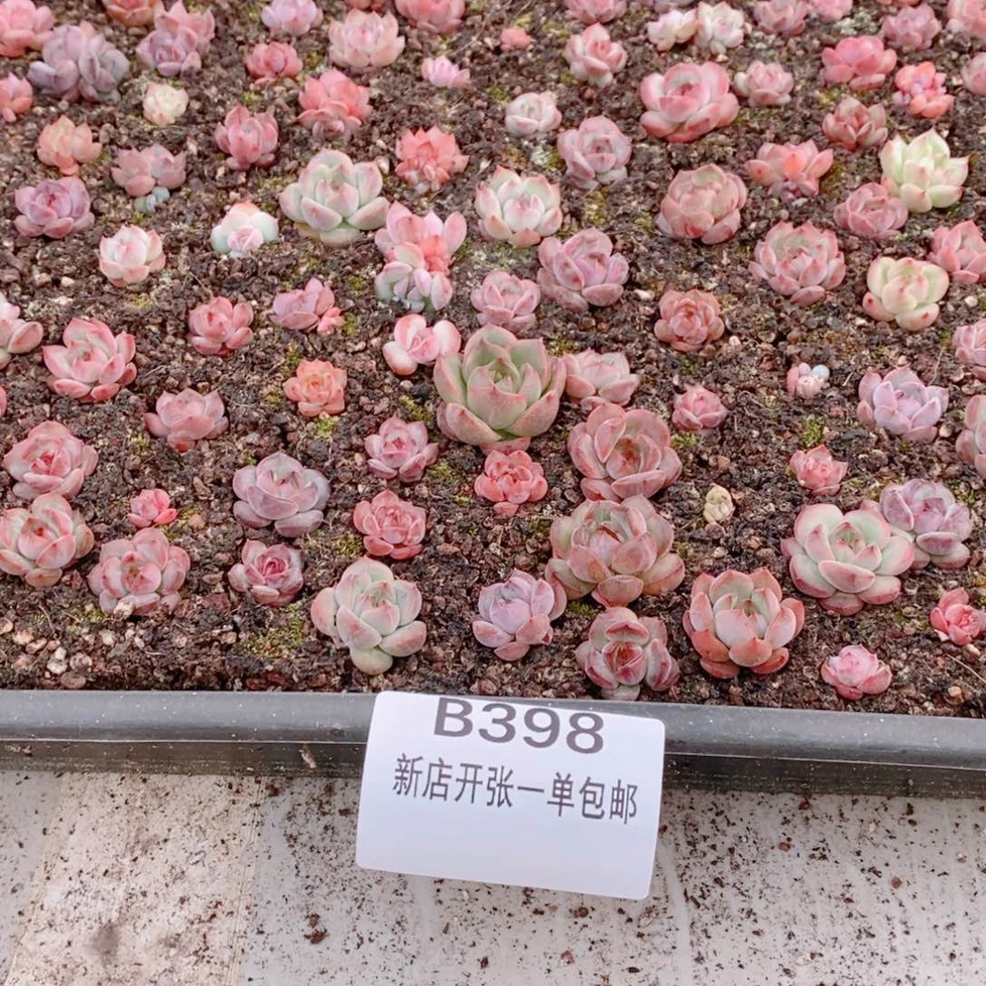 多肉植物精品切糕B398