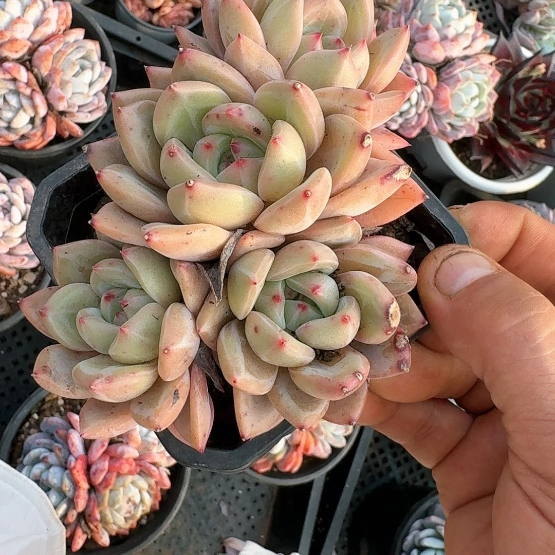 Q橙三个头起发货，