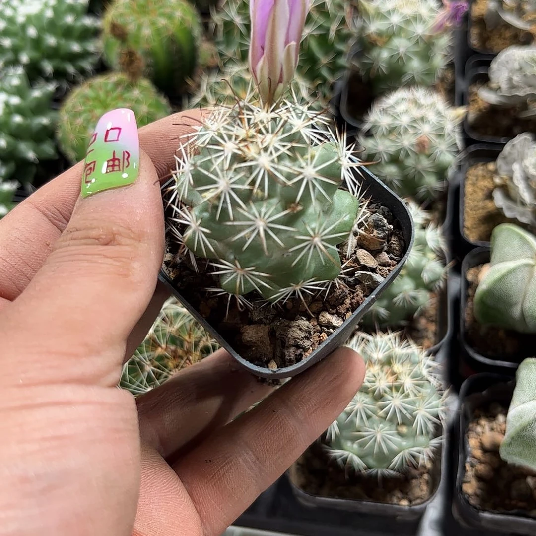 蓬莱宫单头发货有根