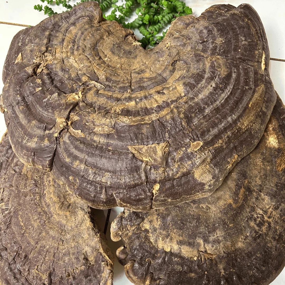 山货虎掌 灵支 链接【阿承甄选】