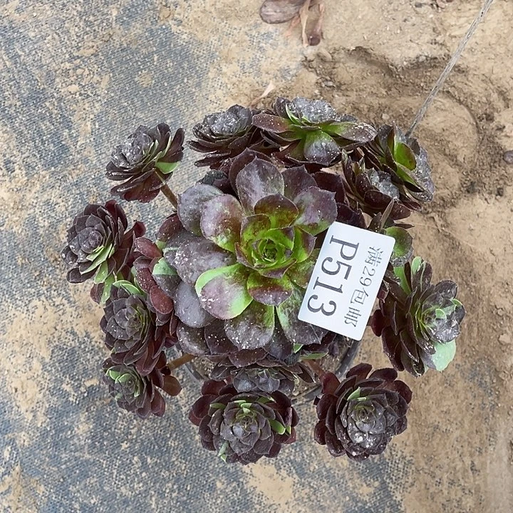 513黑美人多肉植物