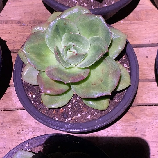 美肉特价活动开始啦