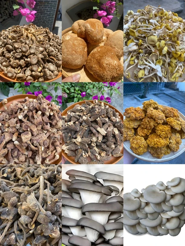 菌子 113 重量40克可搭配菌类