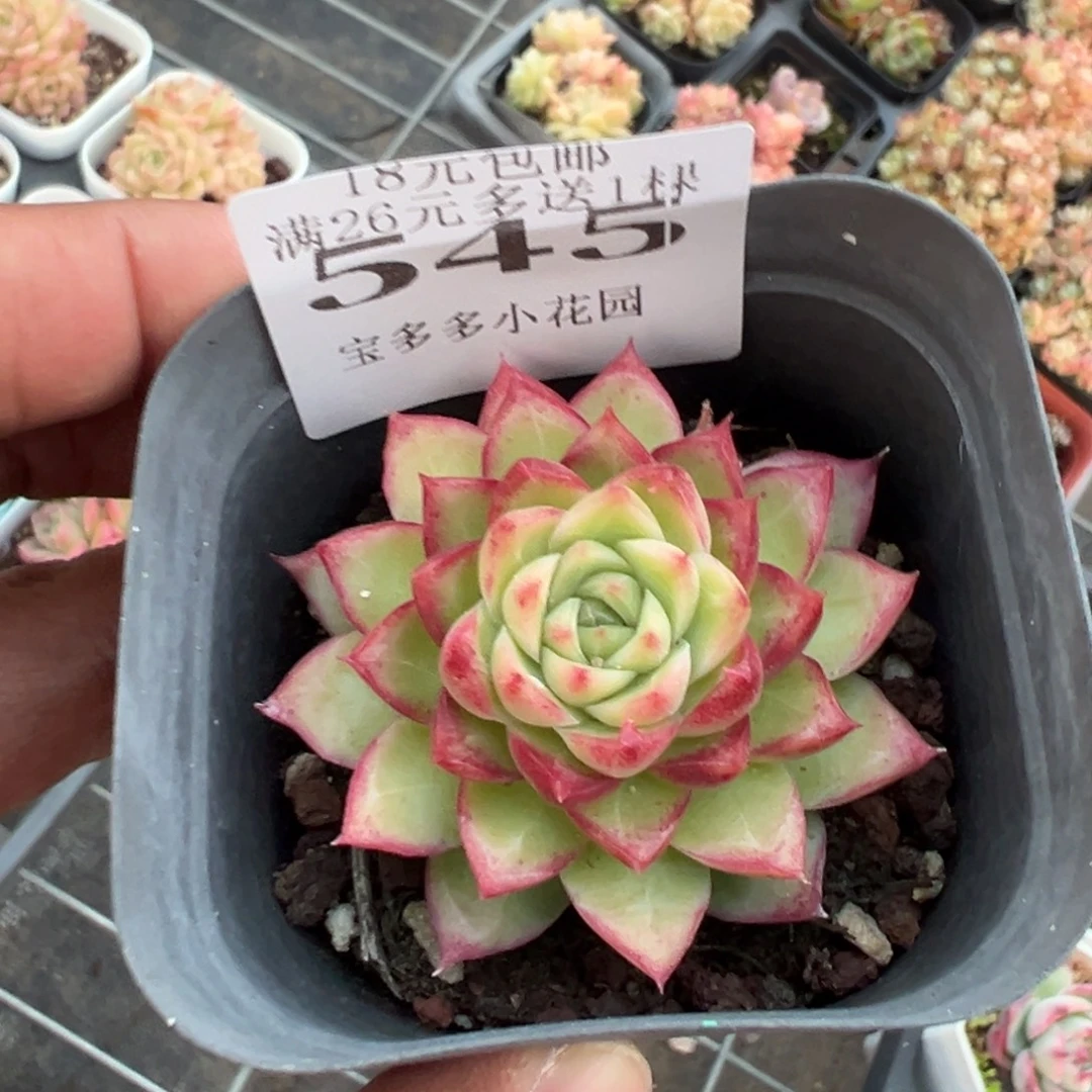545号小海螺一物一拍满18包邮