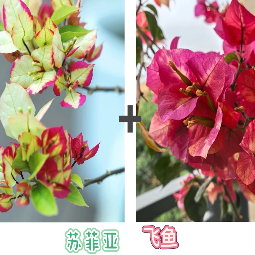 （苏菲亚+飞鱼）到手2棵三角梅四季勤花可爬藤（不带花不带盆）